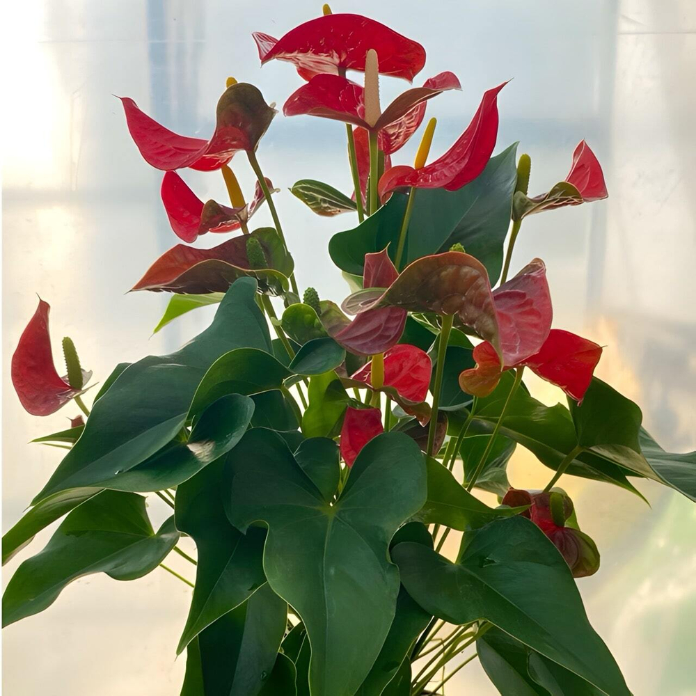 Антуриум Андре ARISTO