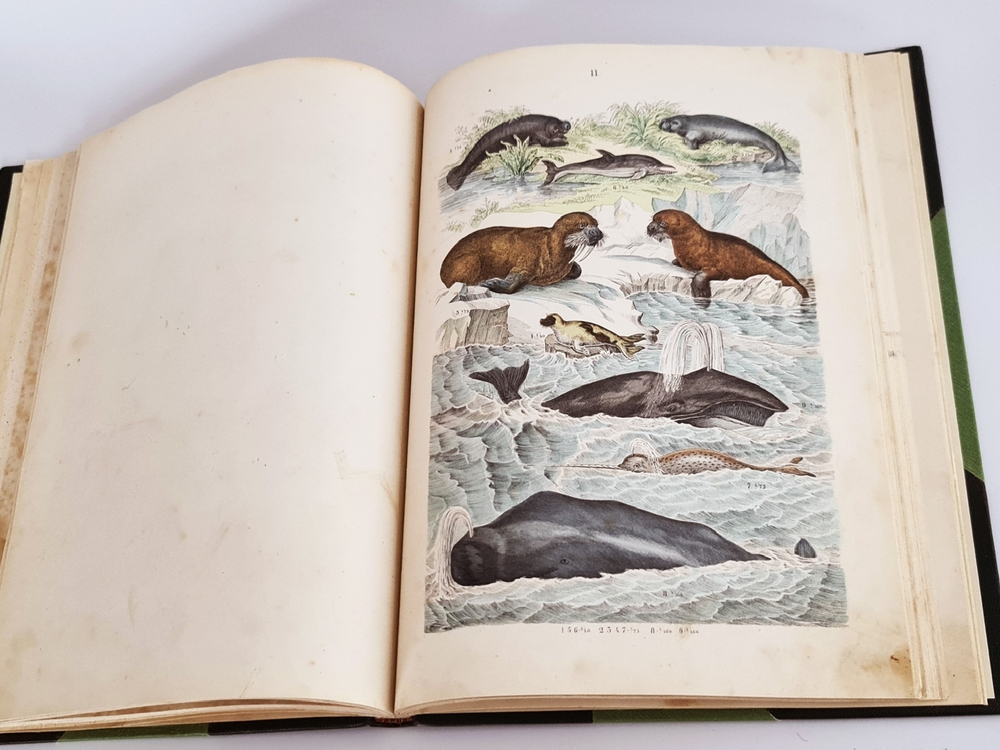 "Систематический атлас к естественной истории". Т.Бромме. 1863 г.