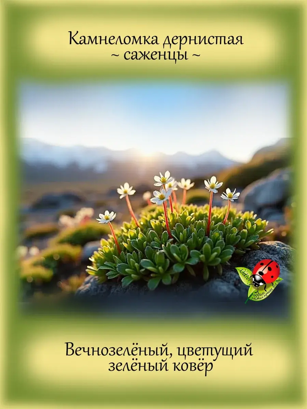 Камнеломка дернистая вечнолелёная
