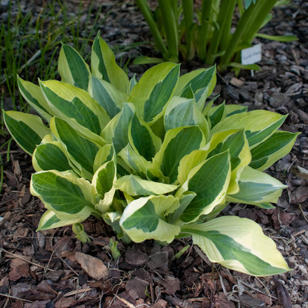 Хоста Еллоу Полка Дот Бикини