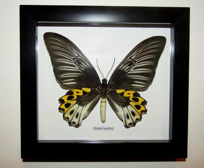 Бабочка Troides hypolitus самка в рамке