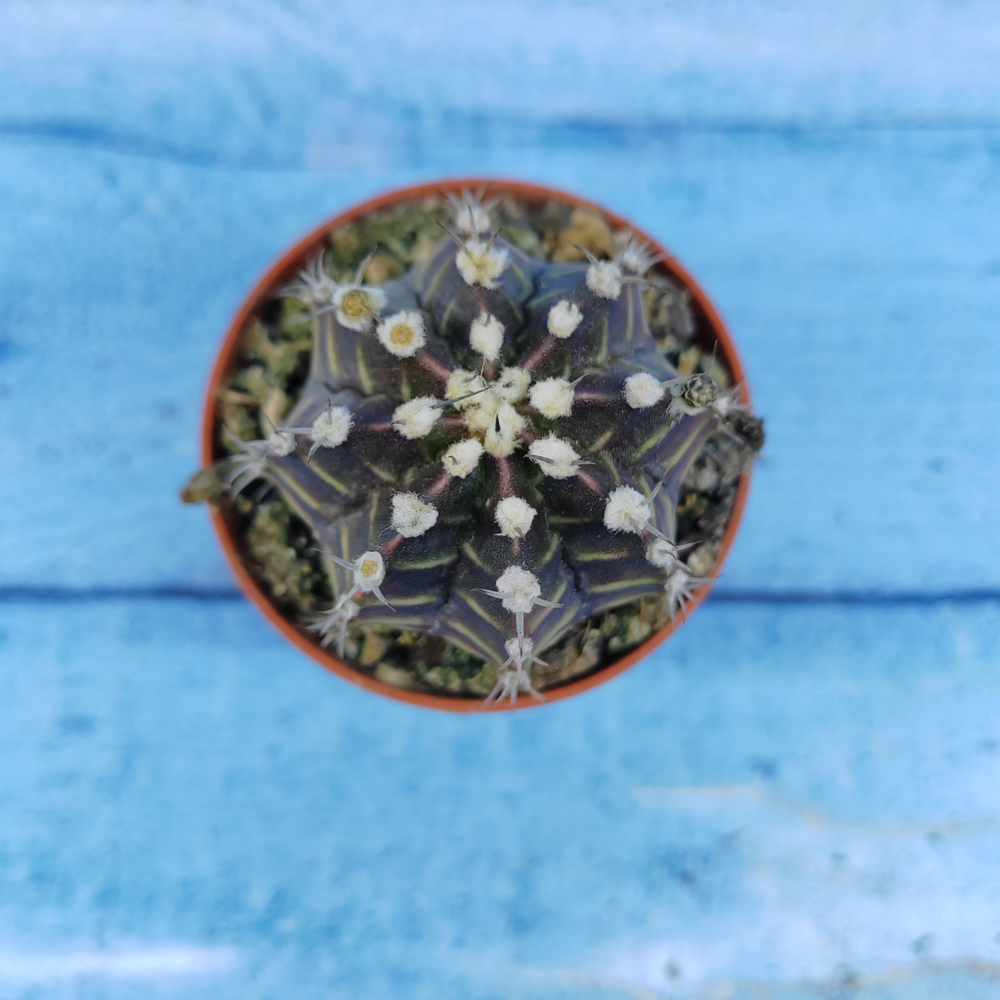 Gymnocalycium Friedrichii (Гимнокалициум)