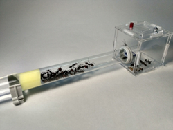 мини формикарий Арена 50