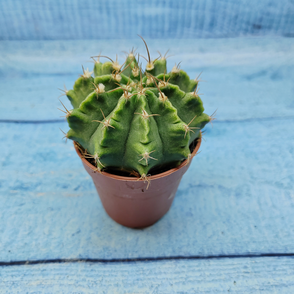 Gymnocalycium Friedrichii (Гимнокалициум)