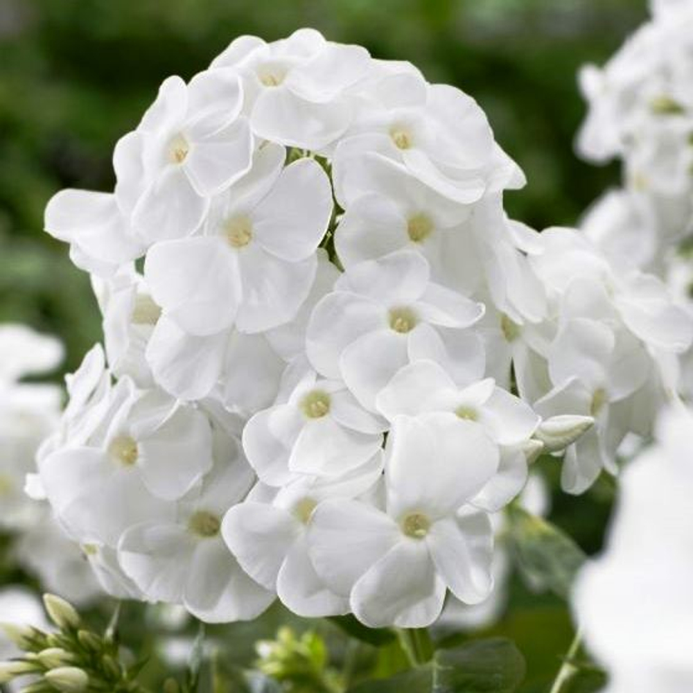 Флокс метельчатый Рембрандт (Rembrandt)