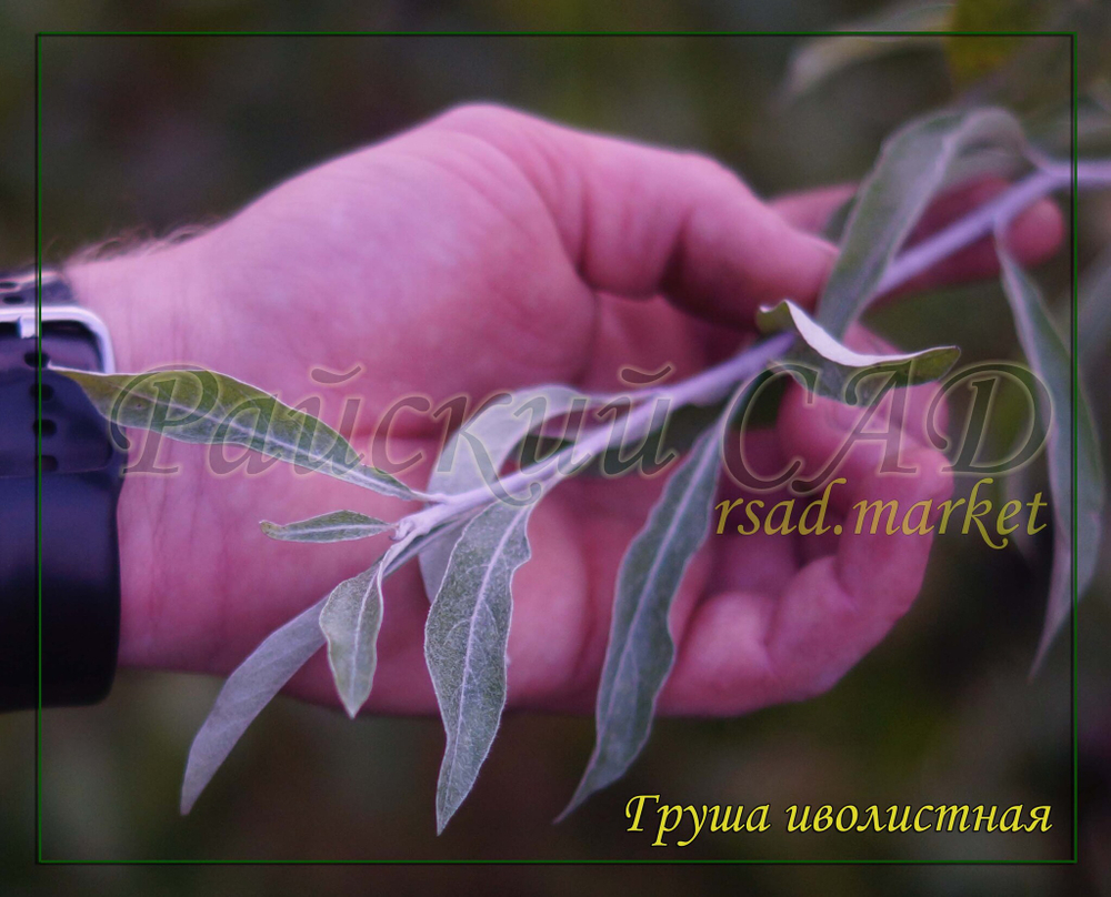 Груша декоративная иволистная ( серебристая) плакучая