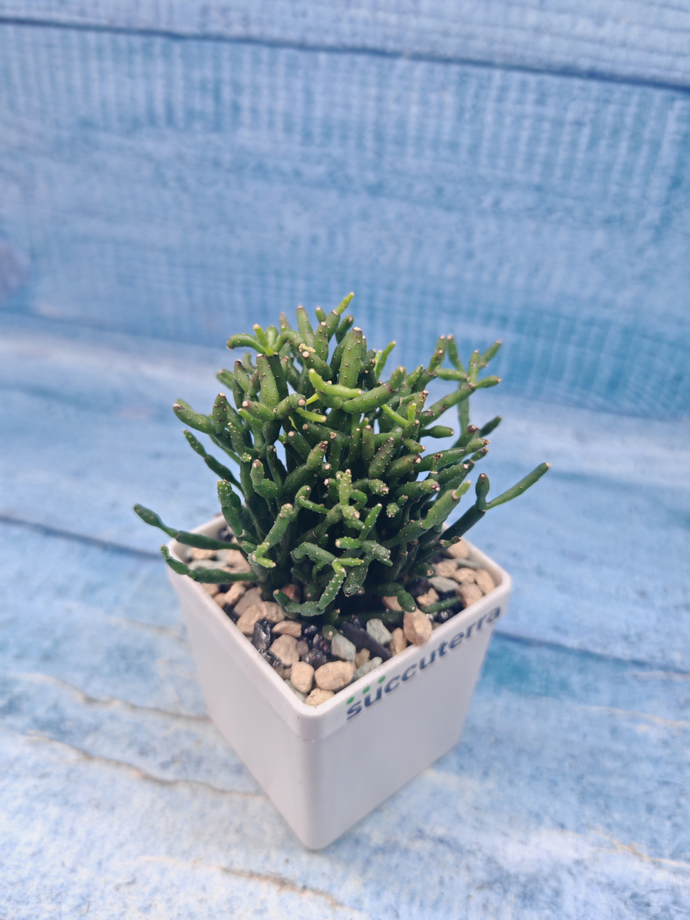 Rhipsalis Hatiora (Рипсалис)