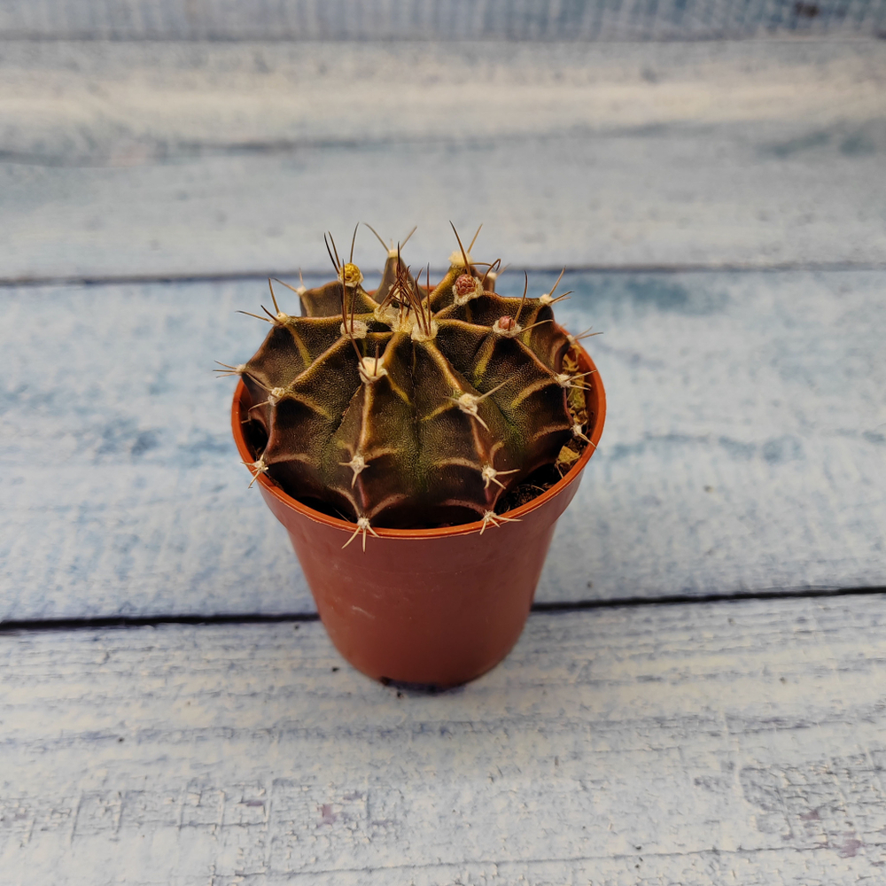 Gymnocalycium Friedrichii (Гимнокалициум)