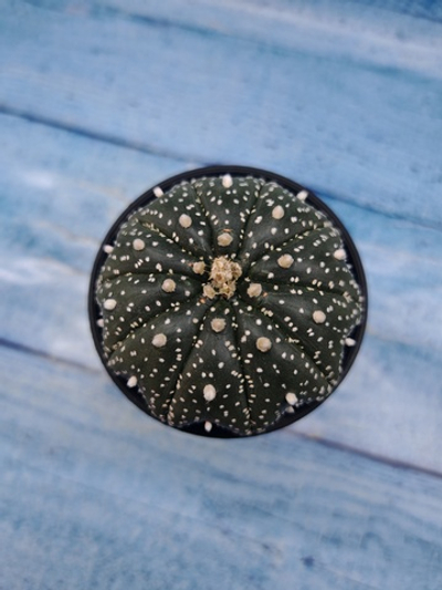 Astrophytum Asterias (Астрофитум)