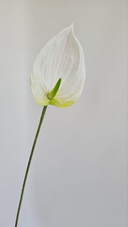 Антуриум одиночный / 2032