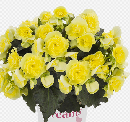 ЕВРО Бегония Begonia Solenia Yellow укореннный черенок ОКС ФЕВРАЛЬ