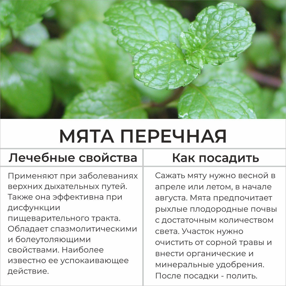 Мята Ментол, семена 0,04 гр.