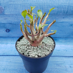 Adenium Baobab (Адениум)