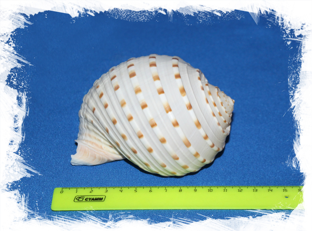 Тонна Долиум 9 - 11 см., 1шт.