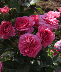 Роза Баронесса штамб 90 см Закупка М21 весна 2026