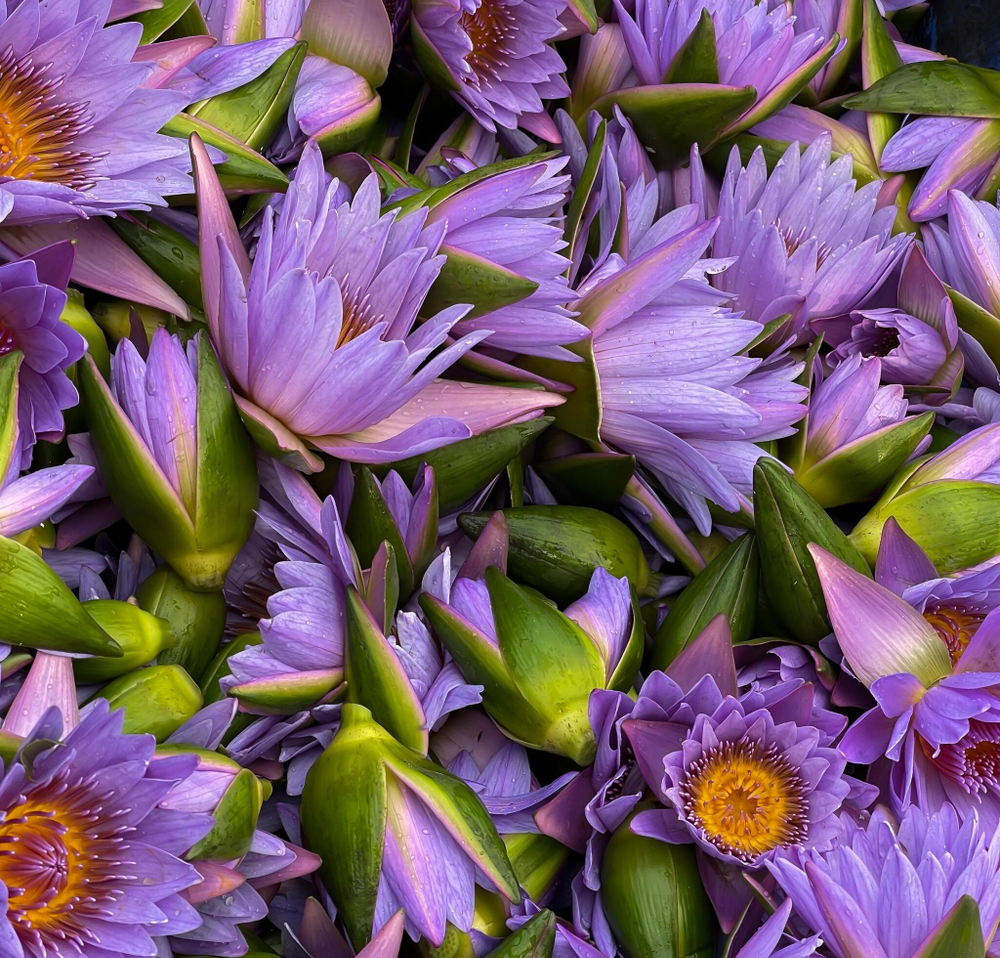 doTERRA Touch Голубой лотос, Blue Lotus, роллер 10 мл