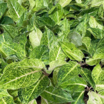 Аглаонема LAK SAB THONG