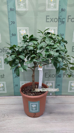 C. deliciosa × C. sinensis “Tangor Ortanique”
