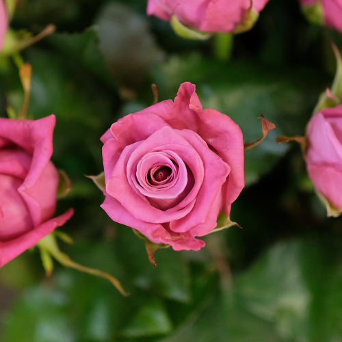 Купить Розы малиновые Kosmik от 7шт