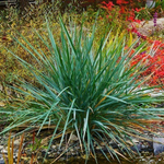 Колосняк песчаный С2