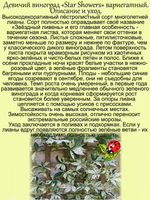 Девичий виноград Звездный ливень Стар Шауэрс вариегатный