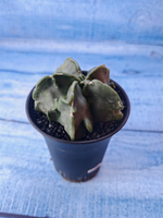 Astrophytum Myriostigma monstrosa (Астрофитум)