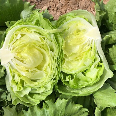 Мелоса семена салата (Nunhems / Нюнемс)