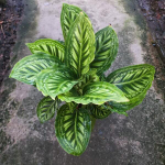 Калатея FLAMESTAR #7