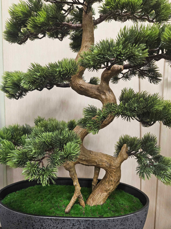 Бонсай Сосна Японская Малая в кашпо