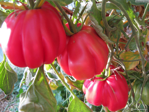 Тлаколула красная / Tlacolula Red