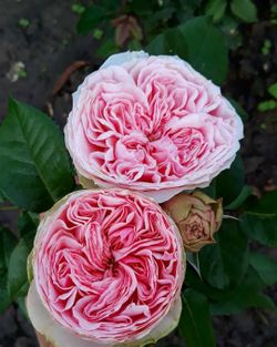 Прайд Оф Джейн (Pride Of Jane)