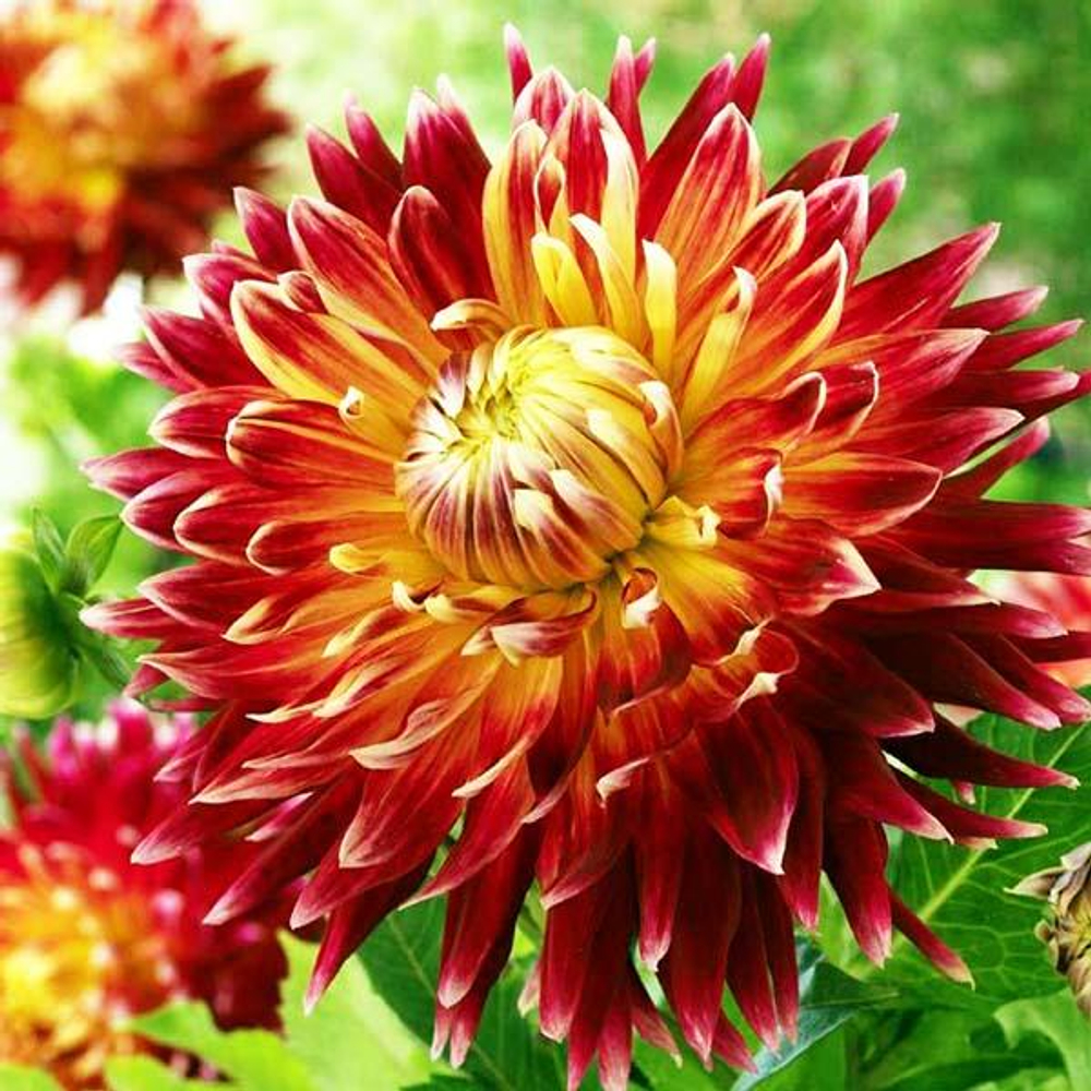 Георгин Акита (1 шт) Волжский Сад