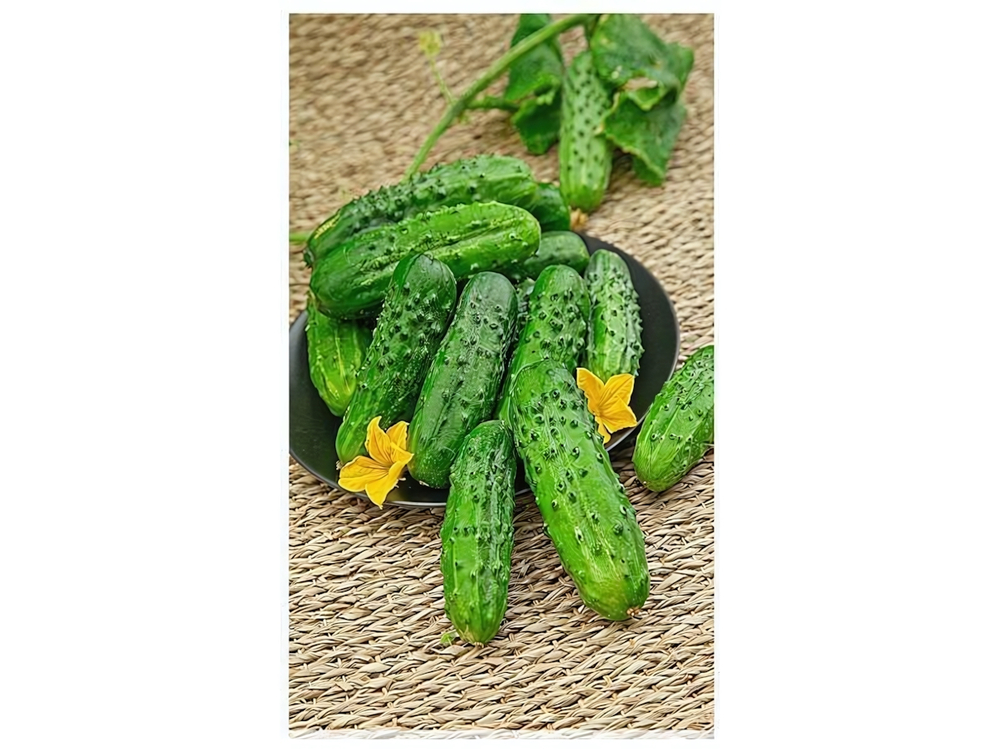 ОГУРЕЦ Бочковой* F1 (0,25г) DeLuxe раннеспелый Цв.пак. (10шт)