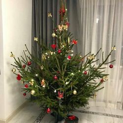 Живая елка русская