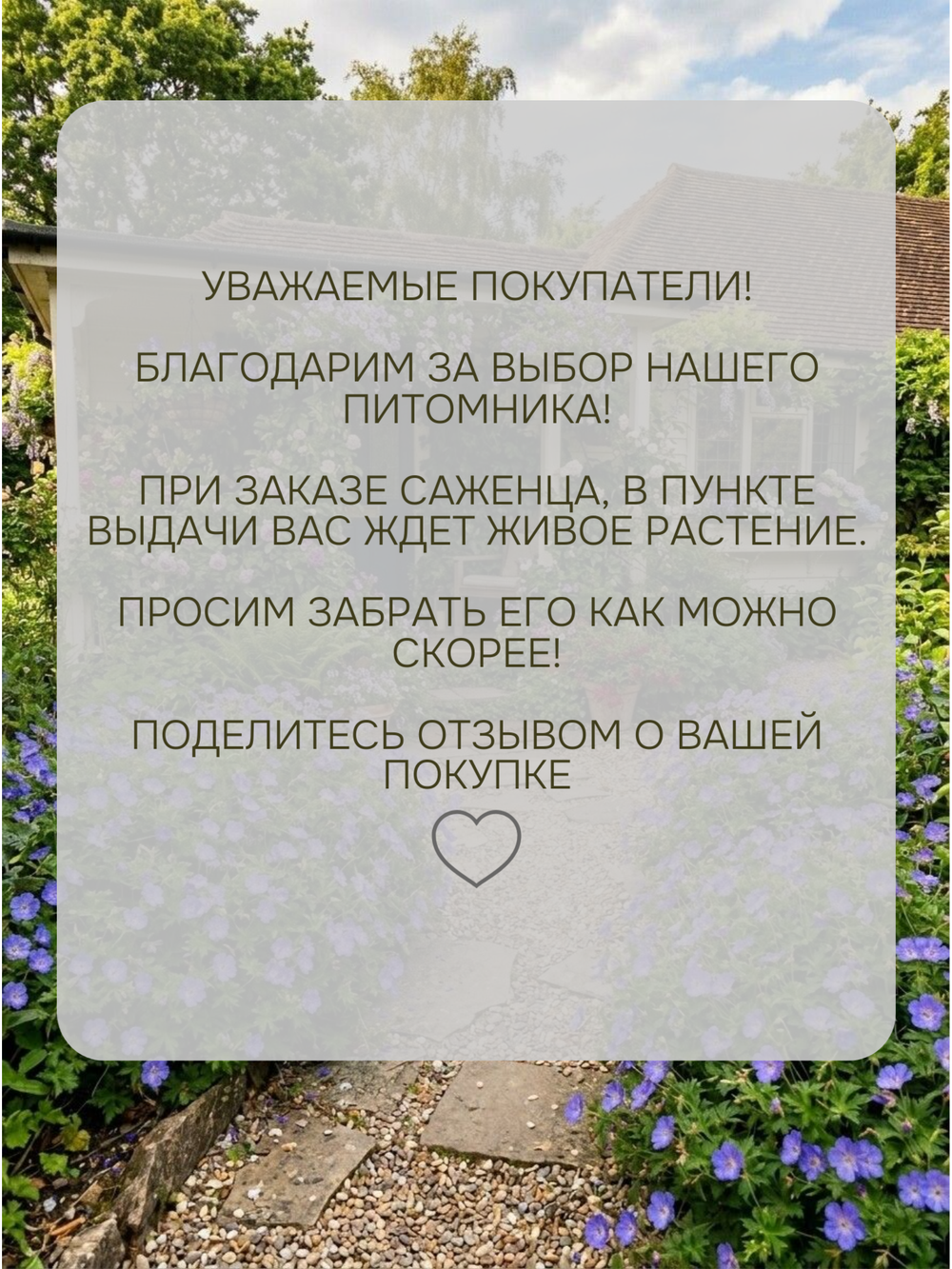 Растение многолетнее набор из 4 шт