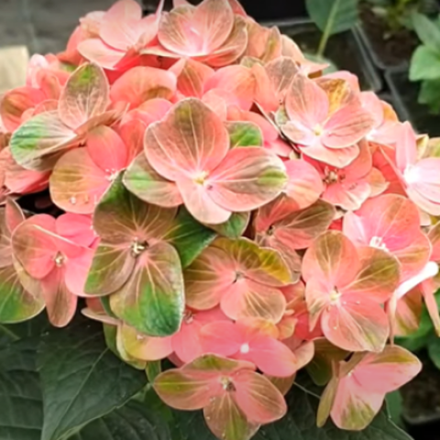 Вибрант Верде (Rembrandt «Vibrant Verde») р14 Европа весна 2026 г.