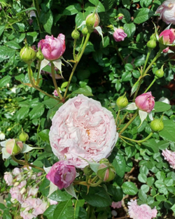 Роза Алан Тичмарш Rosa Alan Titchmarsh