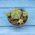 Euphorbia meloformis f. Variegated (Эуфорбия вариегатная)