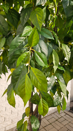 Искусственная Яблоня 240см в техническом кашпо