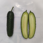 Кардинал F1 семена огурца партенокарпического ( Yuksel Tohum / )