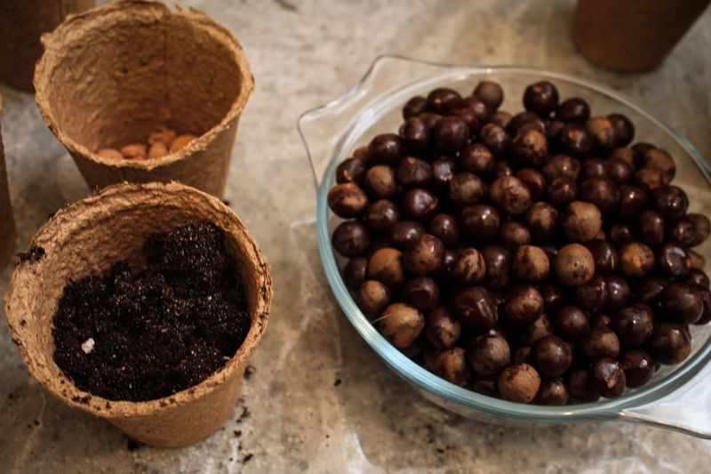 Чайный Cад на Алтае