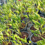 Эпипремнум SHANGRI LA