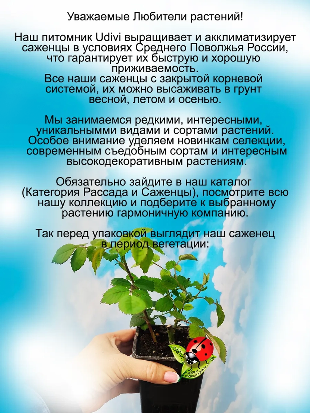 Роза Молинью английская жёлтая