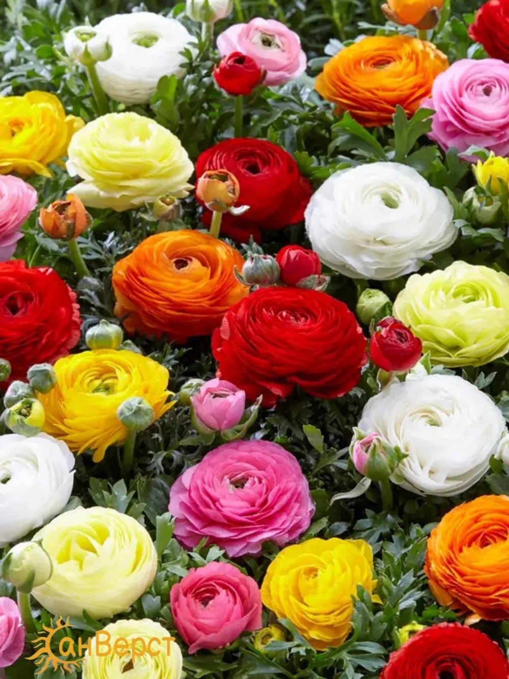 Ранункулюс луковицы многолетние - 10 шт. Микс цветов