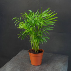 Хамаэдорея изящная (Chamaedorea elegans)