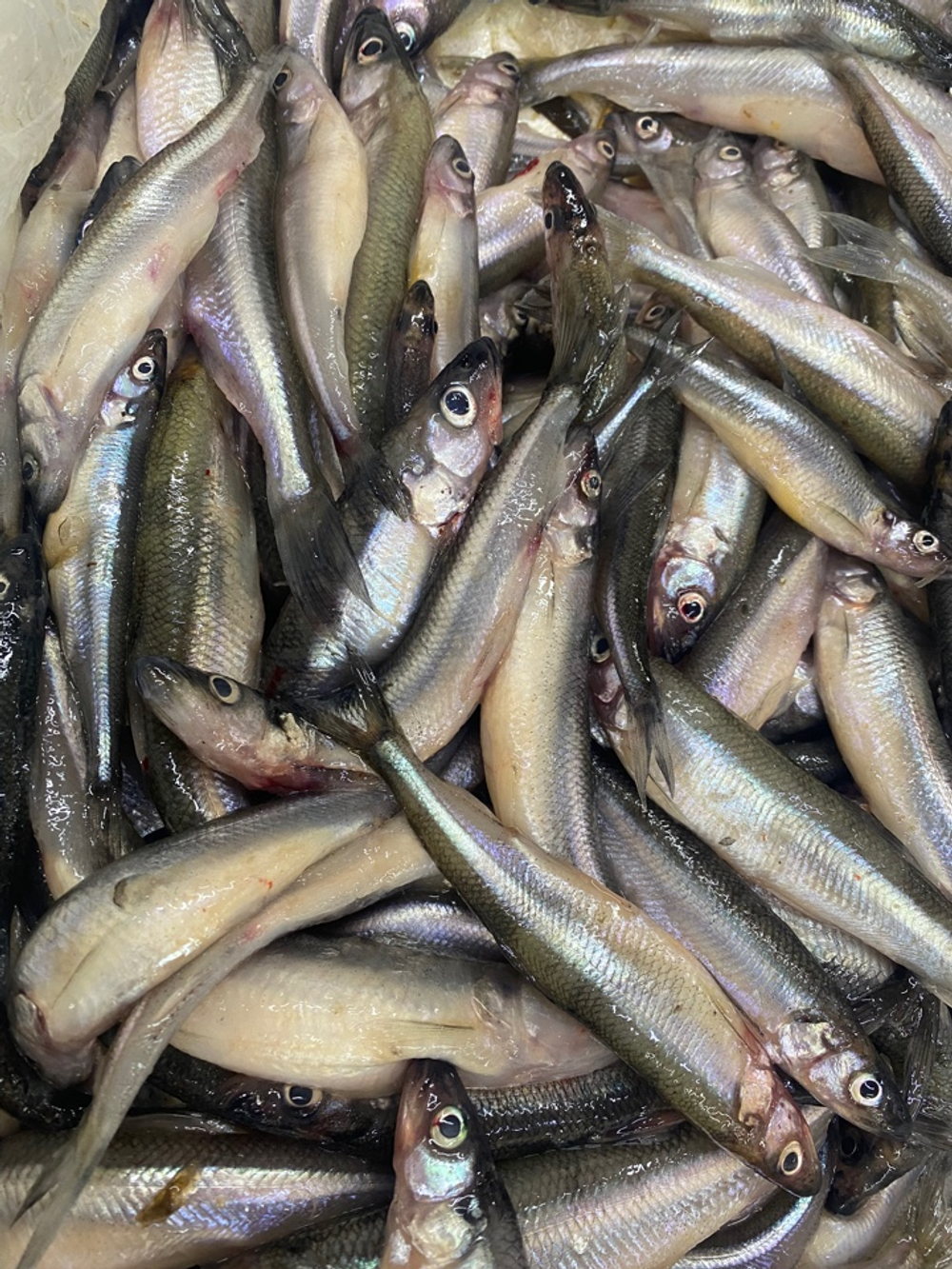 корюшка крупная