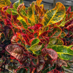 Кротон THA YAD SEDTHEE