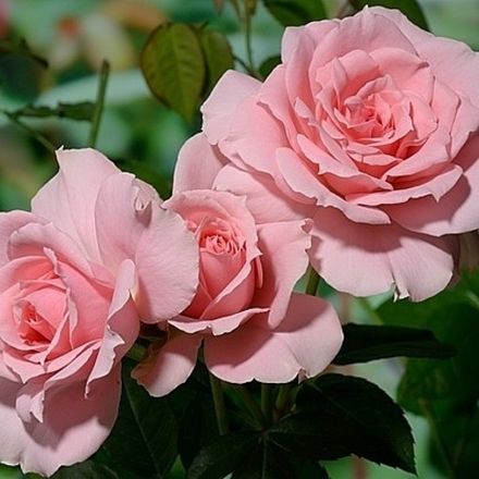 Ю Ар Бьютифул (You're Beautiful)