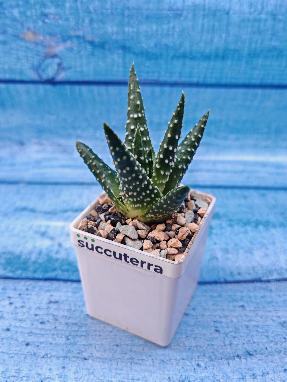 Haworthia Margaritifera (Хавортия)