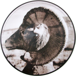 The Killers / Sam's Town (Picture Disc)(LP)